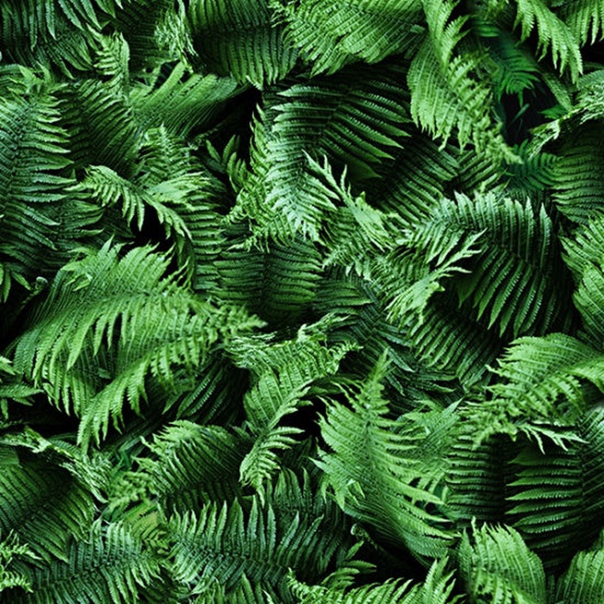 -Hoffman: Natures Narratives - Ferns - R4670-220